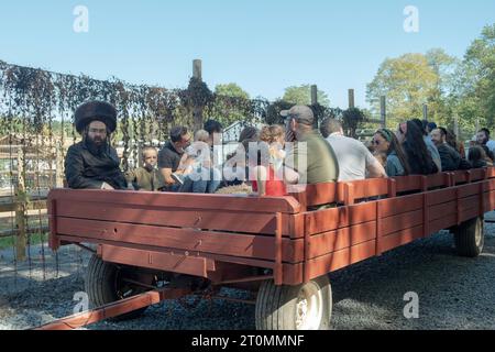 Remplissant l'édit de la bible pour s'amuser sur Soukkos, Juifs certains Juifs orthodoxes ont visité une ferme locale et sont allés faire un tour de foin. Dans le comté de Rockland, New York. Banque D'Images
