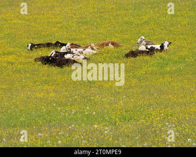 Animaux de ferme dans le Shropshire, Angleterre Banque D'Images