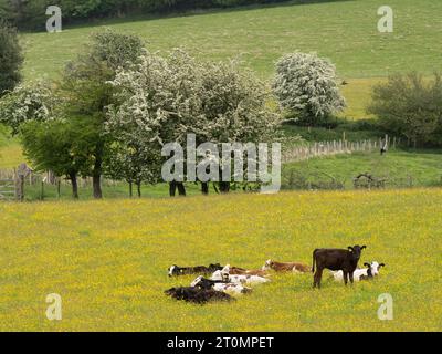 Animaux de ferme dans le Shropshire, Angleterre Banque D'Images