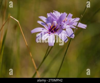 Catananche caerulea, ou fléchette de Cupidon fleurissant dans les Alpes françaises près de Châtillon en Diois dans le sud de la France (Drome) Banque D'Images