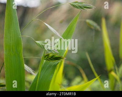 Chasmanthium latifolium (avoine sauvage d'Amérique du Nord) ; une herbe décorative pour le jardin de coupe sur un fond vert flou avec espace pour la copie Banque D'Images