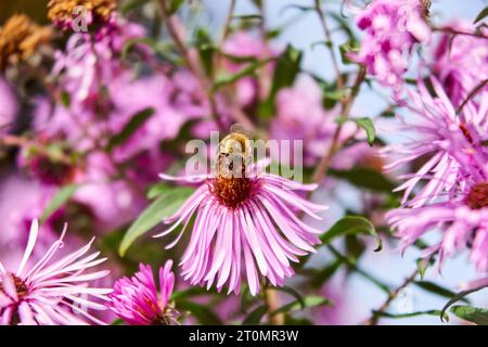 Au milieu de l'or de l'automne, une abeille à miel danse sur des asters roses, sirotant du nectar. Une scène sereine dans la tapisserie de la nature. Banque D'Images