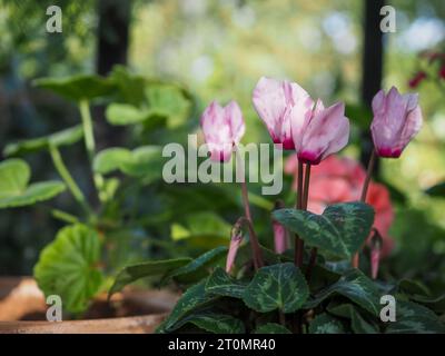 Cyclamen hederifolium (cyclamen à feuilles de lierre) taché de rose inhabituel ou tacheté cultivé dans un pot dans une serre avec le soleil illuminant les fleurs Banque D'Images