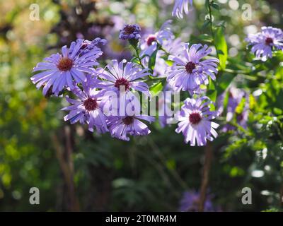 Belles fleurs d'aster rétro-éclairées brillant violet lilas pâle au soleil d'automne dans un jardin cottage britannique en octobre, peut-être Symphyotrichum novae-angliae Banque D'Images