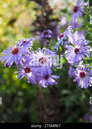 Asters violets ou fleurs de Michaelmas Daisy rétroéclairées par le soleil d'automne Banque D'Images