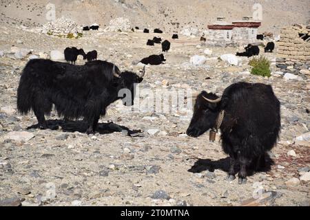 Un groupe de yaks noirs près du camp de base de l'Everest dans la région autonome du Tibet Banque D'Images