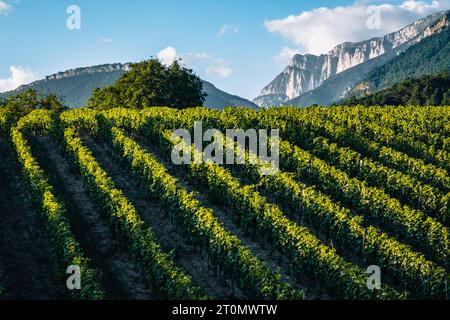 Vignobles au coucher du soleil avec la chaîne du Vercors en arrière-plan près de Châtillon en Diois dans le sud de la France (Drome) Banque D'Images