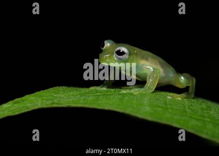 Grenouille en verre fantôme (Sachatamia ilex) Banque D'Images