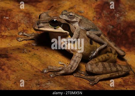 Grenouille arboricole masquée (Smilisca phaeota) et grenouille arboricole à bandes croisées du Nicaragua (Smilisca puma) Banque D'Images