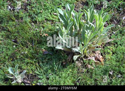 Fleur de jove---lychnis flos-jovis---feuille au printemps, Rhénanie, Allemagne Banque D'Images