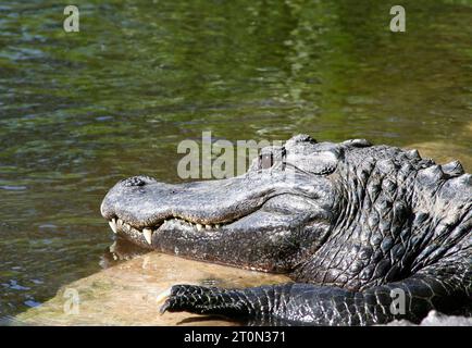 Alligator américain avec de grandes dents pointues près de l'eau obtenir le soleil à Homosassa Springs, Floride, États-Unis Banque D'Images