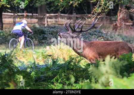 Surrey, Royaume-Uni. 08 octobre 2023. Un cerf semble se calmer sur un cycliste. Cerfs rouges adultes (cervus elaphus, mâle) Préparez-vous avant la saison de l'orniquet dans les grands espaces et les bois du parc Richmond à Surrey par un dimanche matin ensoleillé. Ils s'embellissent, décorent leurs bois avec de l'herbe, des fougères et des branches d'arbres pour se faire paraître plus impressionnants, et finissent par combattre les bois verrouillés plus tard dans la saison pour établir leur domination. Crédit : Imageplotter/Alamy Live News Banque D'Images