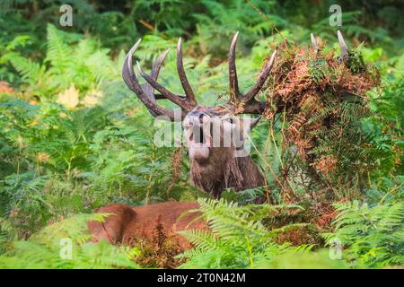 Surrey, Royaume-Uni. 08 octobre 2023. Un soufflet de cerf, caché dans des fougères. Cerfs rouges adultes (cervus elaphus, mâle) Préparez-vous avant la saison de l'orniquet dans les grands espaces et les bois du parc Richmond à Surrey par un dimanche matin ensoleillé. Ils s'embellissent, décorent leurs bois avec de l'herbe, des fougères et des branches d'arbres pour se faire paraître plus impressionnants, et finissent par combattre les bois verrouillés plus tard dans la saison pour établir leur domination. Crédit : Imageplotter/Alamy Live News Banque D'Images