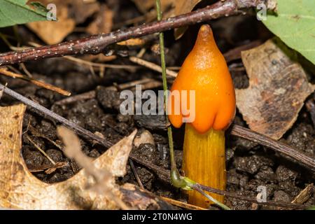 Chapeau de sorcière champignon - Hygrocybe conica Banque D'Images