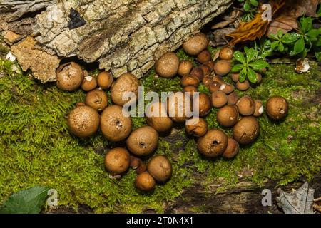 Stump Puffball - Apioperdon pyriforme Banque D'Images