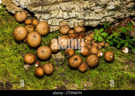 Stump Puffball - Apioperdon pyriforme Banque D'Images