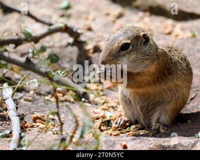 Écureuil de sol européen ou souslik européen (Spermophilus citellus) mangeant des granules assis sur le sol Banque D'Images