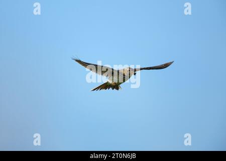 Skylark volant avec le bec plein d'insectes Banque D'Images