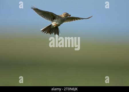 Skylark volant avec le bec plein d'insectes Banque D'Images