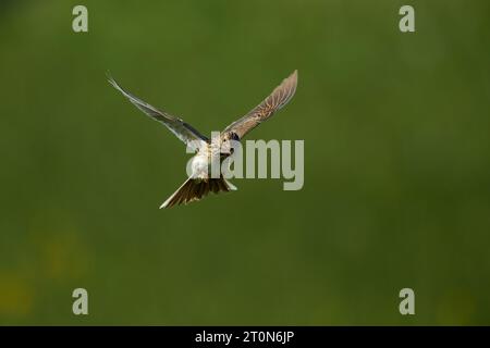 Skylark volant avec le bec plein d'insectes Banque D'Images