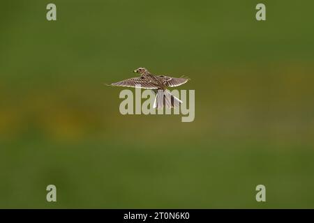 Skylark volant avec le bec plein d'insectes Banque D'Images