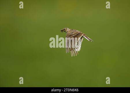 Skylark volant avec le bec plein d'insectes Banque D'Images