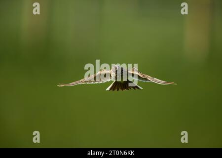 Skylark volant avec le bec plein d'insectes Banque D'Images