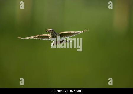 Skylark volant avec le bec plein d'insectes Banque D'Images