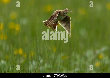 Skylark volant avec le bec plein d'insectes Banque D'Images