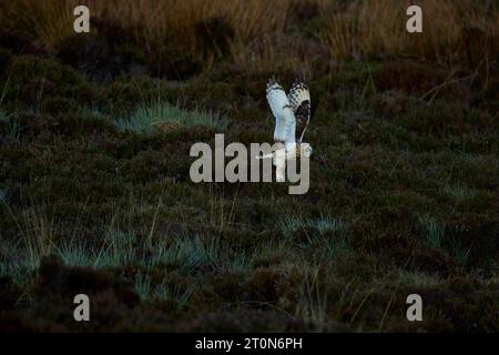 Hibou à oreilles courtes volant au-dessus des landes Banque D'Images