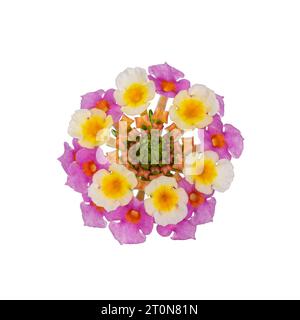Vue de dessus de la tête de fleur de Lantana Camara ou Red Sage, isolée sur fond blanc. Banque D'Images