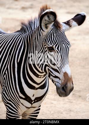 Portrait de zèbre de Grévy ou zèbre impérial (Equus grevyi) est le plus grand équidé sauvage vivant et le plus menacé des trois espèces de zèbre Banque D'Images