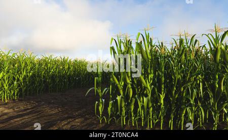 Un champ de maïs avec de hautes rangées de maïs des deux côtés. Plante de maïs 3D. Banque D'Images