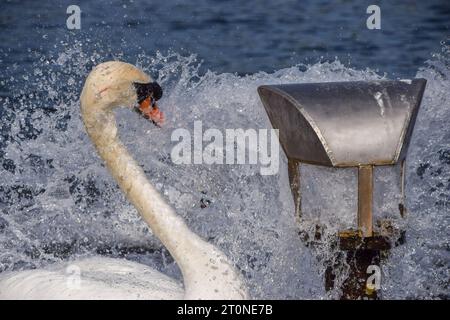 Londres, Angleterre, Royaume-Uni. 8 octobre 2023. Les cygnes se refroidissent à une entrée d'eau dans le Round Pond dans les jardins de Kensington à Londres lorsque les températures augmentent dans la capitale. Le temps exceptionnellement chaud suit le mois de septembre le plus chaud jamais enregistré. (Image de crédit : © Vuk Valcic/ZUMA Press Wire) USAGE ÉDITORIAL SEULEMENT! Non destiné à UN USAGE commercial ! Banque D'Images