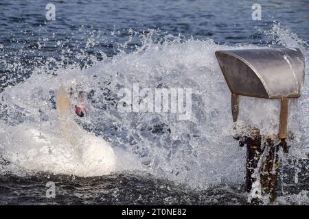 Londres, Angleterre, Royaume-Uni. 8 octobre 2023. Les cygnes se refroidissent à une entrée d'eau dans le Round Pond dans les jardins de Kensington à Londres lorsque les températures augmentent dans la capitale. Le temps exceptionnellement chaud suit le mois de septembre le plus chaud jamais enregistré. (Image de crédit : © Vuk Valcic/ZUMA Press Wire) USAGE ÉDITORIAL SEULEMENT! Non destiné à UN USAGE commercial ! Banque D'Images