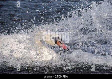 Londres, Angleterre, Royaume-Uni. 8 octobre 2023. Un cygne muet se refroidit à une entrée d'eau dans le Round Pond à Kensington Gardens lorsque les températures augmentent dans la capitale. Le temps exceptionnellement chaud suit le mois de septembre le plus chaud jamais enregistré. (Image de crédit : © Vuk Valcic/ZUMA Press Wire) USAGE ÉDITORIAL SEULEMENT! Non destiné à UN USAGE commercial ! Banque D'Images