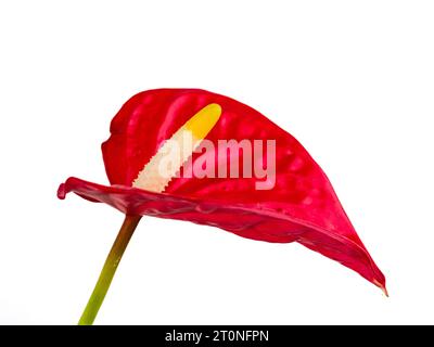 Spathe rouge et spadix blanc à jaune de la tendre plante d'intérieur à feuilles persistantes Anthurium andreanum Banque D'Images