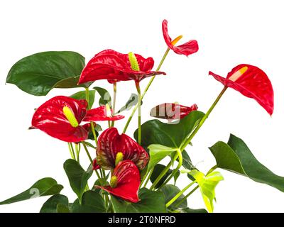 Les spathes rouges et les spadices blanches à jaunes de la tendre plante d'intérieur à feuilles persistantes Anthurium andreanum Banque D'Images