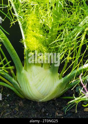 Bulbe cultivé en récipient de fenouil de florence rustique aromatisé à l'anis, Foeniculum vulgare var azoricum Banque D'Images