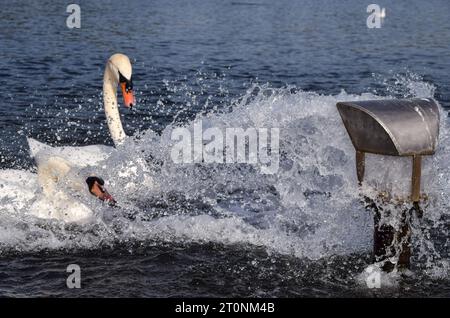 Londres, Royaume-Uni. 8 octobre 2023. Les cygnes apprécient le jaillissement de l'eau d'une entrée dans le Round Pond dans les jardins de Kensington alors que les températures augmentent dans la capitale. Le temps exceptionnellement chaud suit le mois de septembre le plus chaud jamais enregistré. Crédit : Vuk Valcic/Alamy Live News Banque D'Images