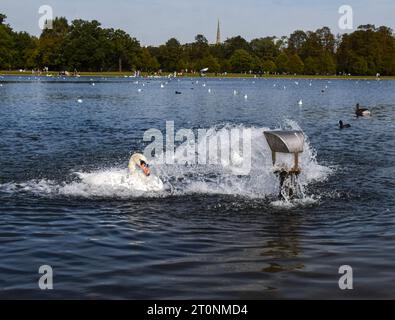 Londres, Royaume-Uni. 8 octobre 2023. Les cygnes apprécient le jaillissement de l'eau d'une entrée dans le Round Pond dans les jardins de Kensington alors que les températures augmentent dans la capitale. Le temps exceptionnellement chaud suit le mois de septembre le plus chaud jamais enregistré. Crédit : Vuk Valcic/Alamy Live News Banque D'Images
