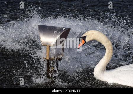 Londres, Angleterre, Royaume-Uni. 8 octobre 2023. Les cygnes se refroidissent à une entrée d'eau dans le Round Pond dans les jardins de Kensington à Londres lorsque les températures augmentent dans la capitale. Le temps exceptionnellement chaud suit le mois de septembre le plus chaud jamais enregistré. (Image de crédit : © Vuk Valcic/ZUMA Press Wire) USAGE ÉDITORIAL SEULEMENT! Non destiné à UN USAGE commercial ! Banque D'Images