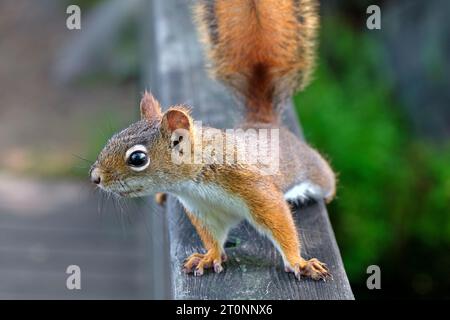 Un curieux écureuil roux américain (Pine Squirrel) - nord-est du Massachusetts Banque D'Images