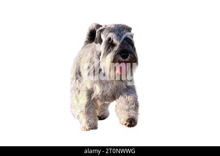 Un chien schnauzer miniature marchant avec une femme dans le parc, isolé sur fond blanc Banque D'Images