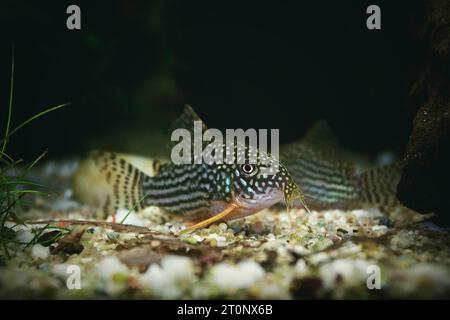 Belle cory au fond de l'aquarium (Corydoras sterbay) Banque D'Images