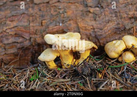 Chanterelles colorées poussant dans un habitat naturel (Cantharellus cibarius) Banque D'Images