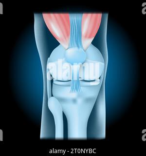 Articulation du genou avec quadriceps. Vue de face du genou humain avec effet lumineux. Joint bleu transparent réaliste sur fond sombre. illustration vectorielle lik Illustration de Vecteur