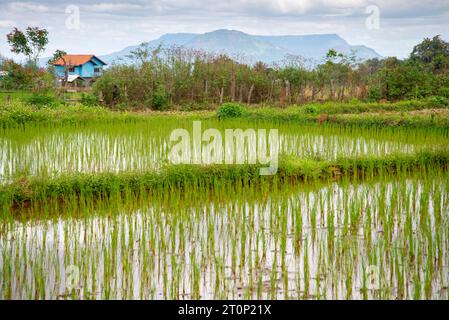 Terres agricoles laotiennes éloignées, rizières sur le plateau de Bolaven, montagnes au loin, belles teintes vertes vibrantes des milliers de riz Banque D'Images