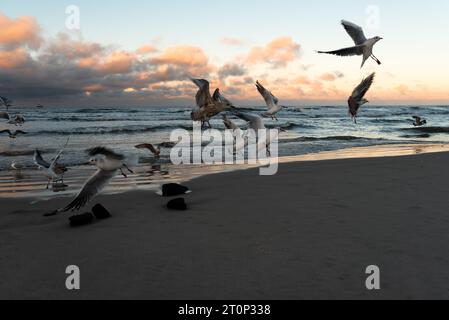 Mouettes sur le fond du coucher de soleil sur la mer en hiver Banque D'Images