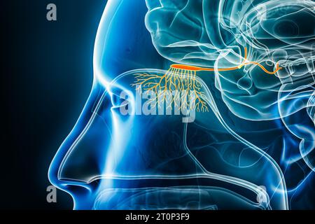 Illustration de rendu 3D des fibres olfactives, bulbe et nerf ou tractus avec les contours du corps. Cerveau humain, anatomie du système nerveux et sensoriel, médical, biol Banque D'Images